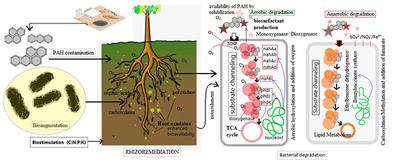 Editorial: Biodegradation of High Molecular Weight Polyaromatic Hydrocarbons in Different Environments